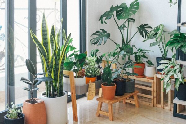 Vastu Plants for Home